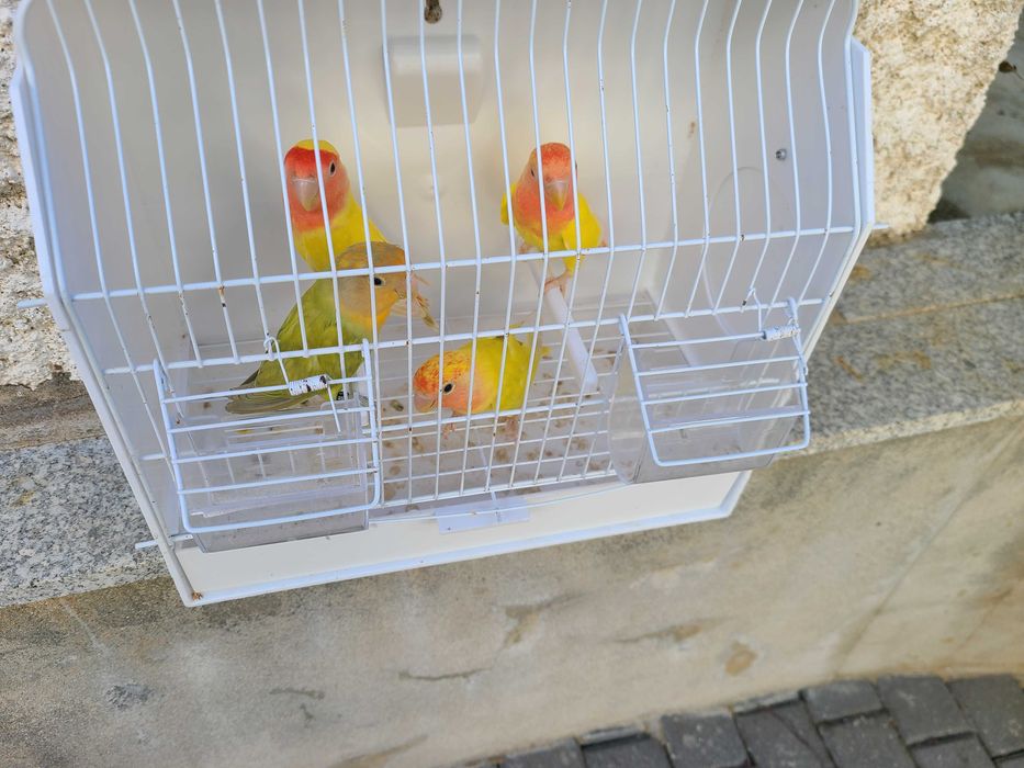 Agapornis roseicollis
