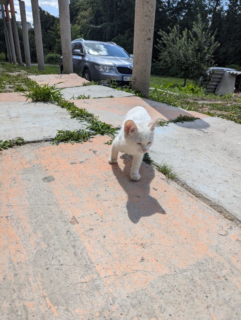 Відаю двох котиків хлопчик та дівчинка