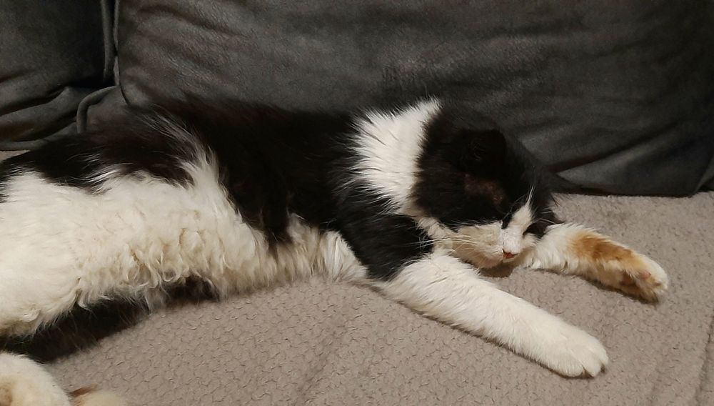 Найден кот в парке Шевченка