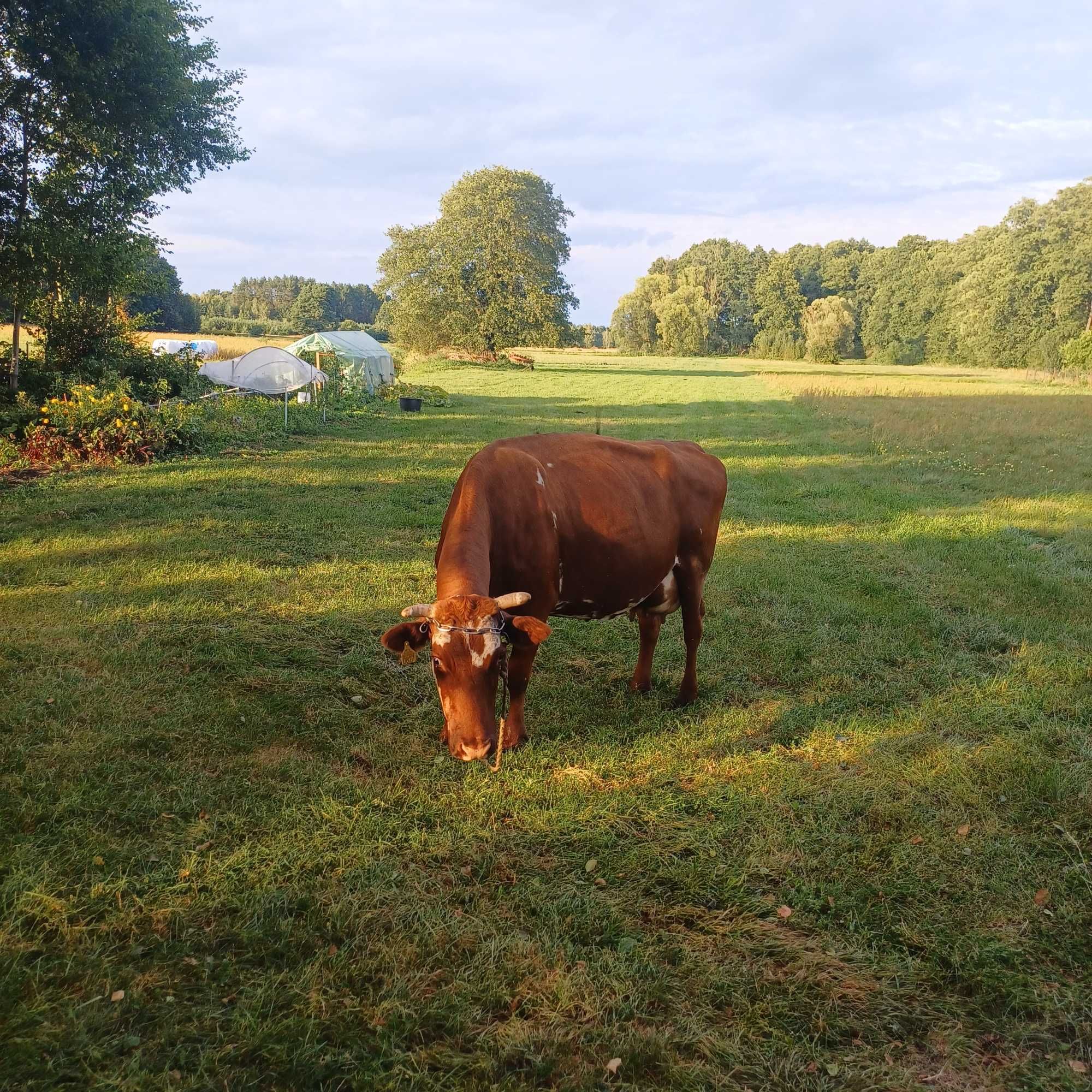 Sprzedam krowe..