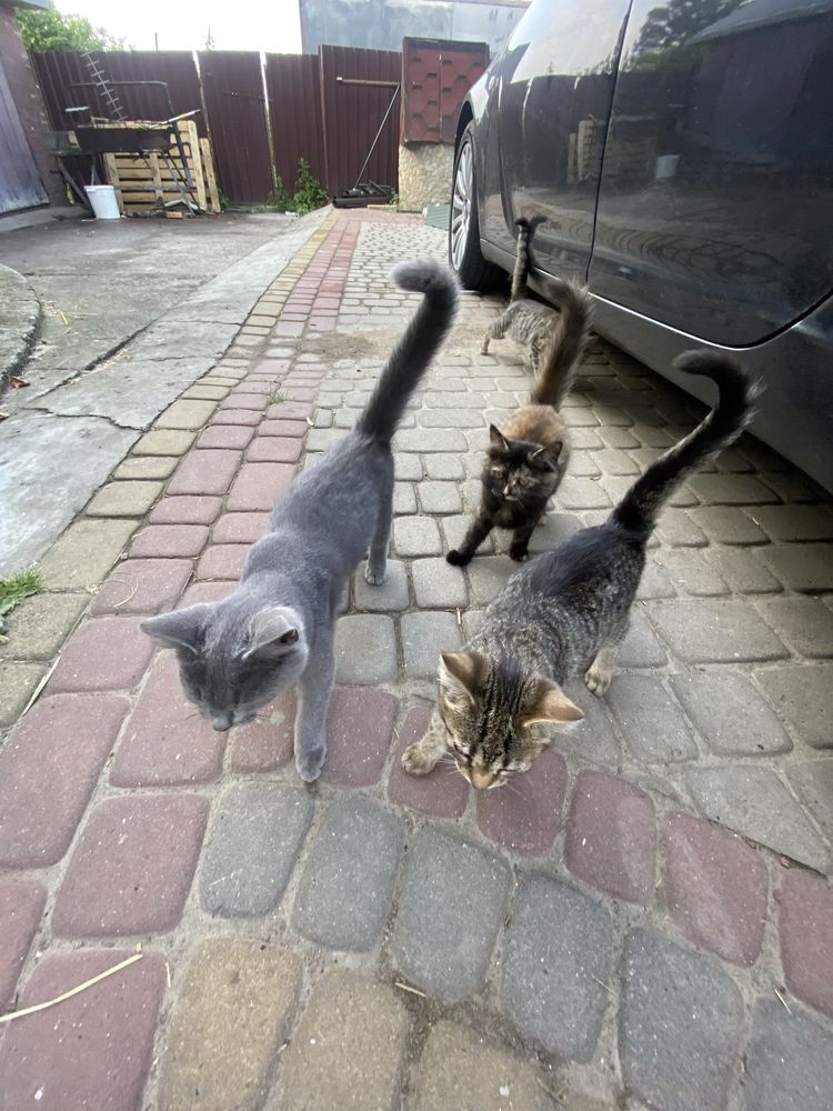 Котики + 100 грн + корм і молоко