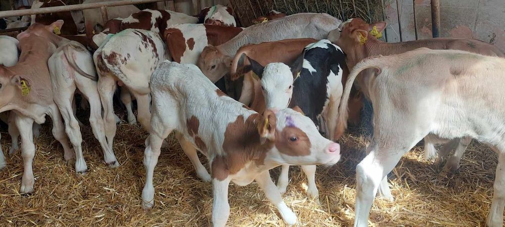 Byczki miesne cieleta