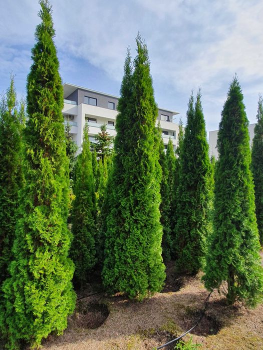 TUJA SZMARAGD Thuja smaragd 400cm kopane maszyna TRANsport