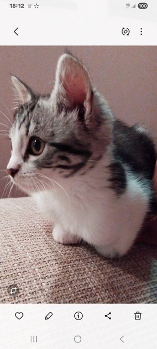 Шукаємо домівку для киці