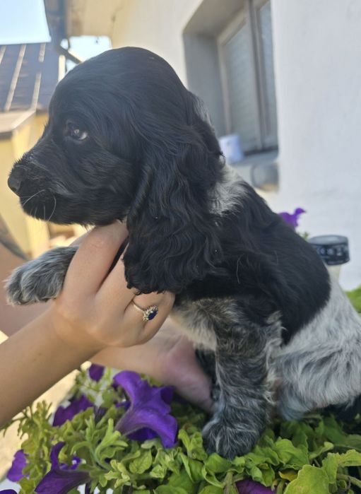 Sprzedam suczke Cocker spaniel
