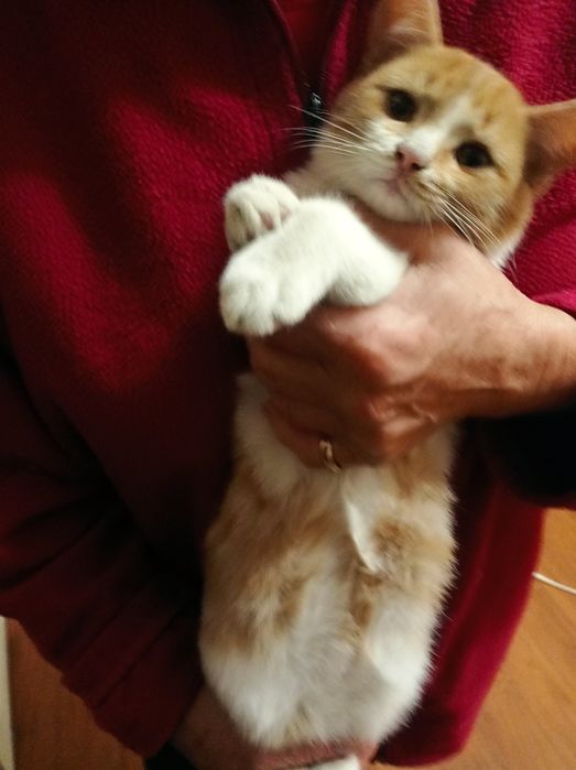 Котята в хорошие руки