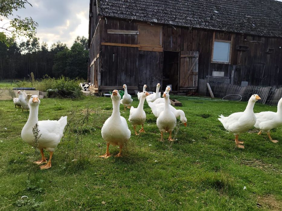 Sprzedam gęsi zapraszam