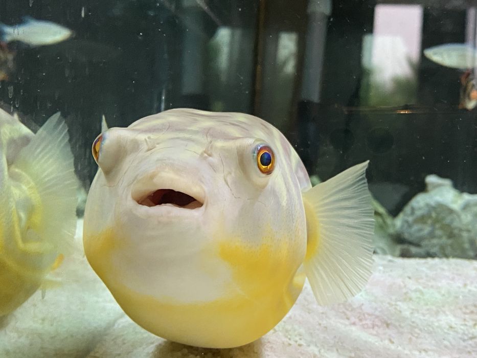 Peixe balão Fahaka Tetraodon