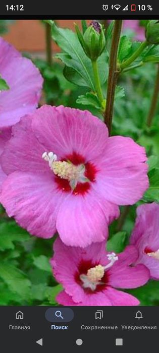 Гібіскус мальва.