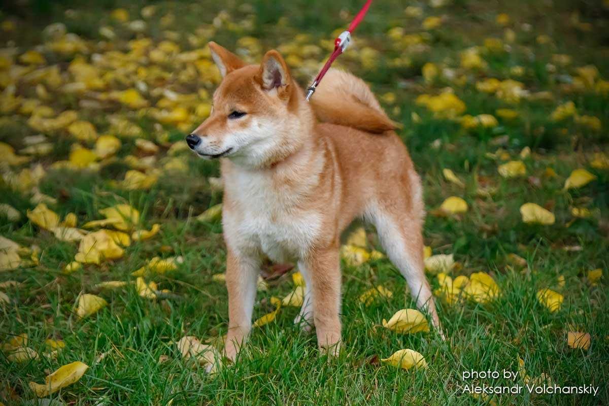 Шиба, шиба-іну, Сіба , сіба-іну, shiba-inu, цуценята TODAISOU