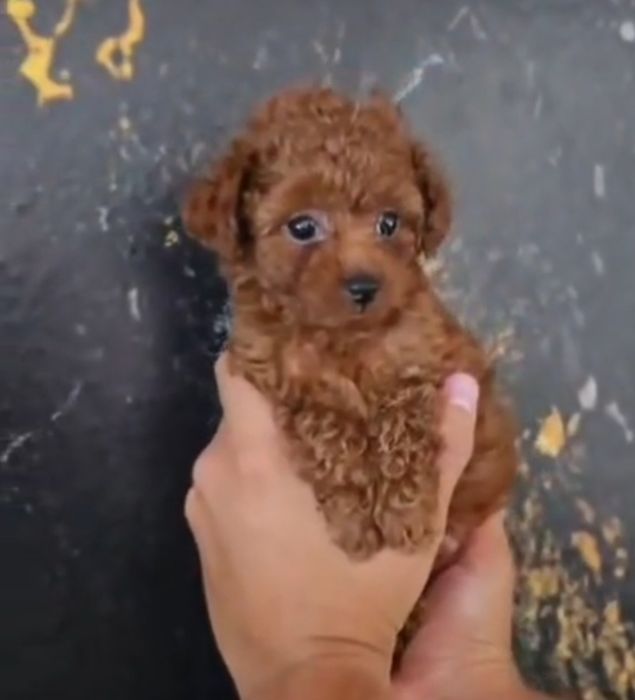 Caniche  toy pooldle  lindo cor vernelho