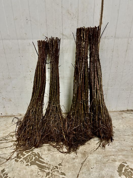 Podkladki Jabloni m9