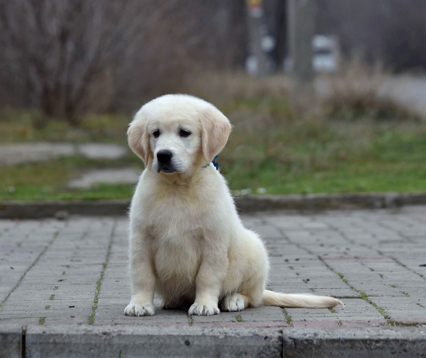 Продається голден ретрівер