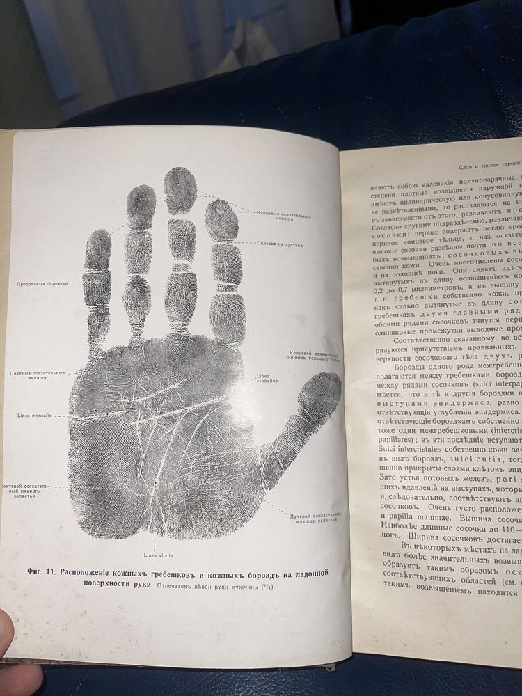 Анатомия человека 1915 год