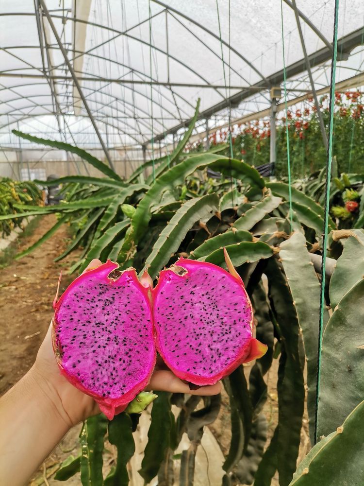 Pitaya Estacas (PROMOÇÃO PRIMAVERA)