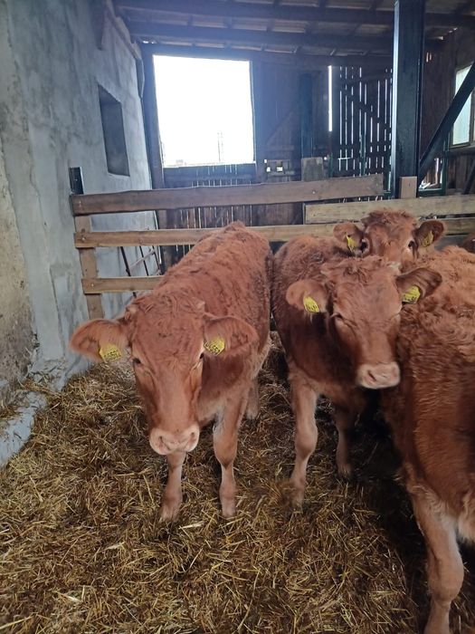 Byki 4szt. LM Odsady, odsadki, byczki