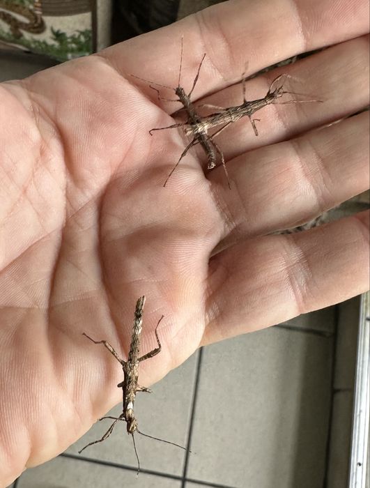 Straszyki filipińskie Zielona Góra 6szt +2szt gratis !