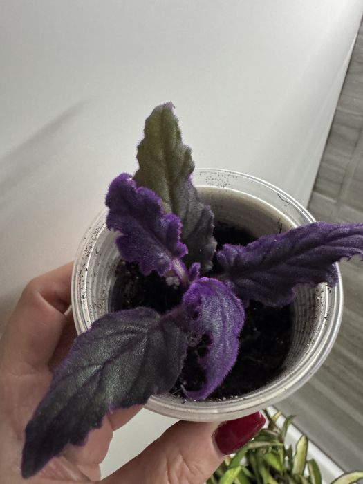 Гинура или синяя птица