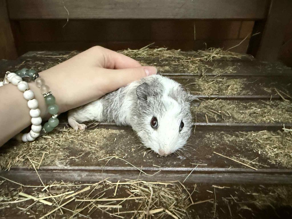 Młode świnki morskie