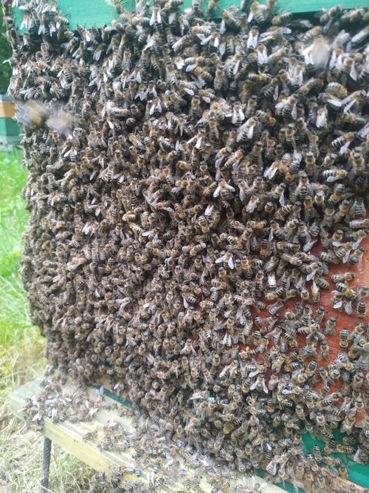 Odkłady pszczele 5 ramkowe