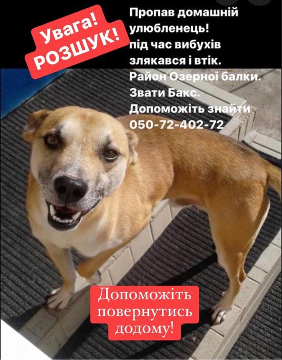 Розшук! Пропав песик!