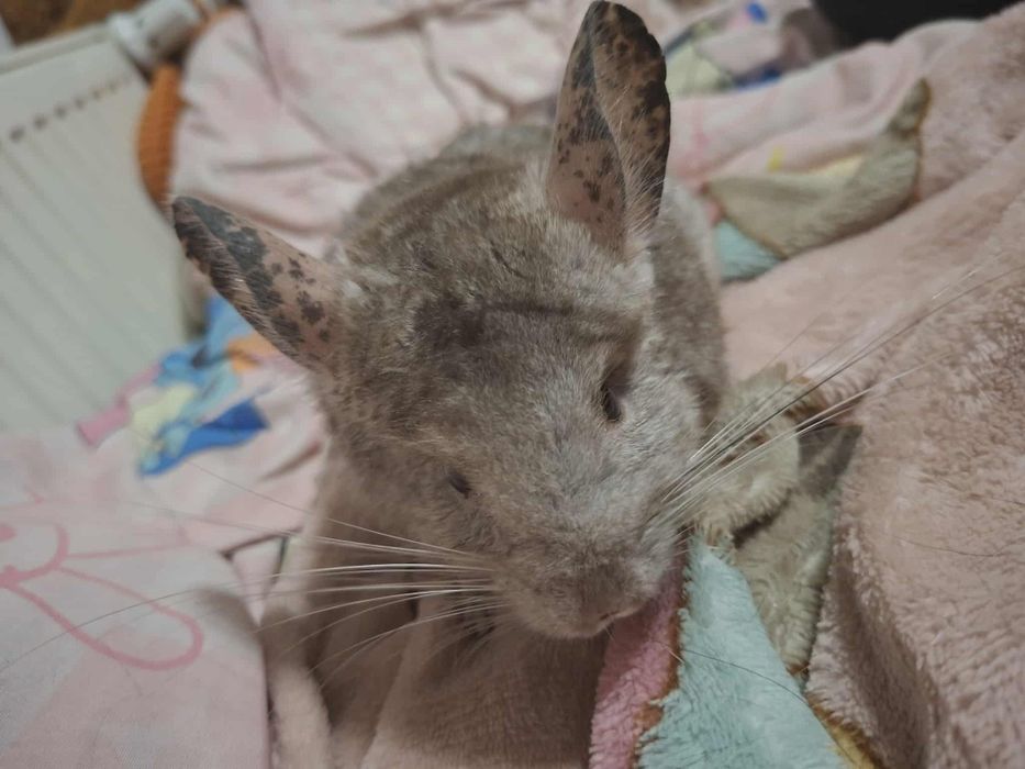 Szynszyla szuka domu