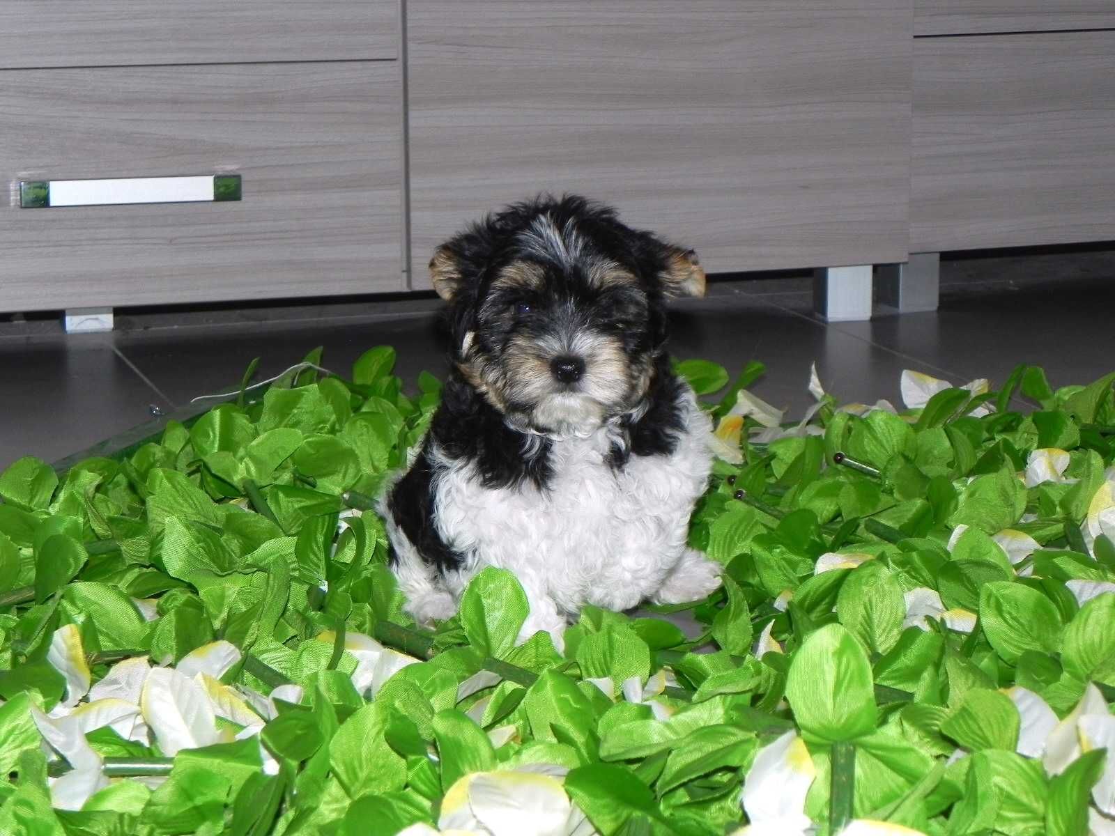 Biewer Yorkshire terrier-chłopak z rybnika