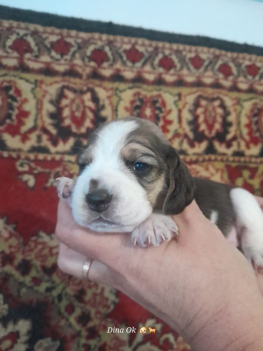 Дітки бігля, бронь