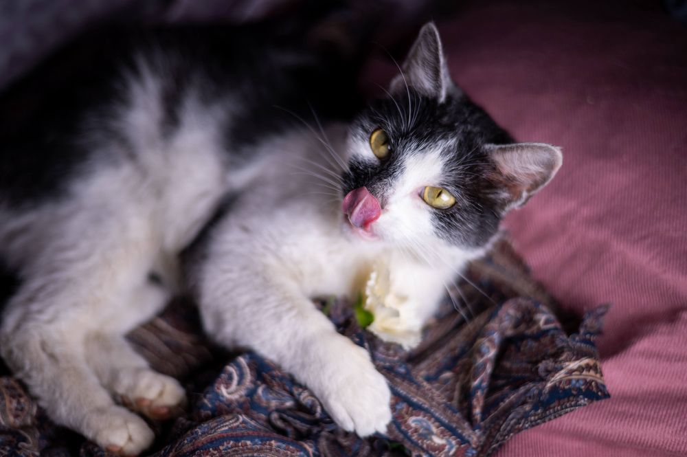 Cudowna, miziasta i młoda koteczka GAIA szuka domku