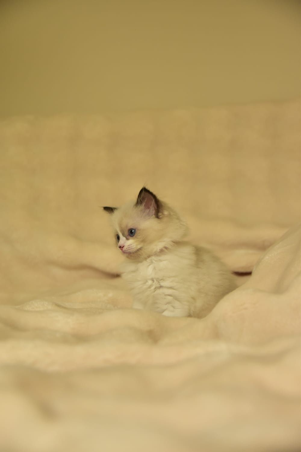 Ragdoll dziewczynka