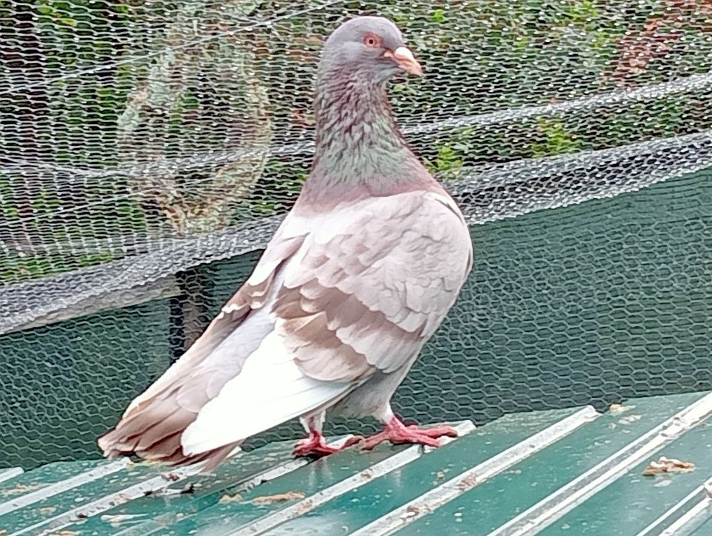 Pombos romanos muito bonitos