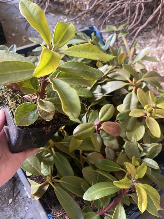 Саджанці плодових дерев, квітів та ягідних кущів