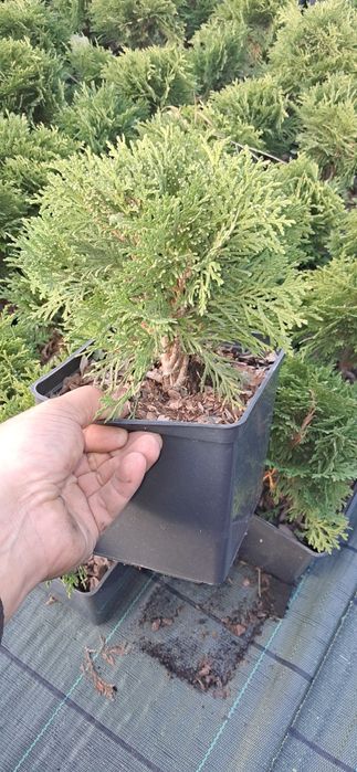 Туя Даніка в горщику 3л