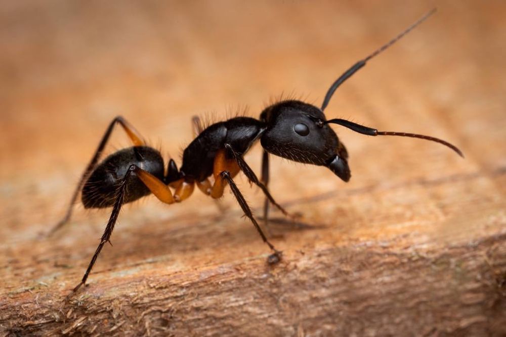 Муравей Camponotus rengeri муравьиная ферма