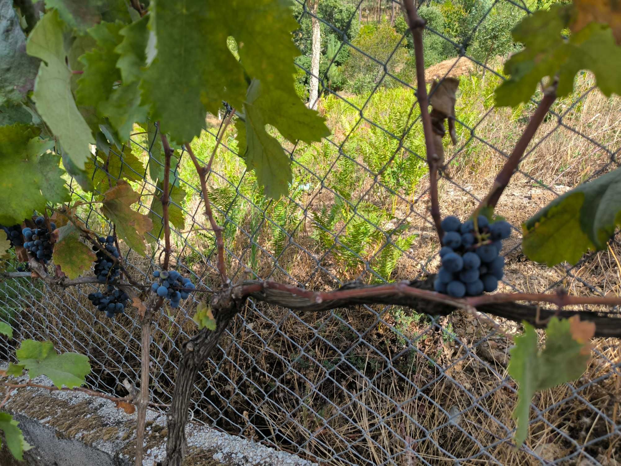 Vende-se uva para vinho.