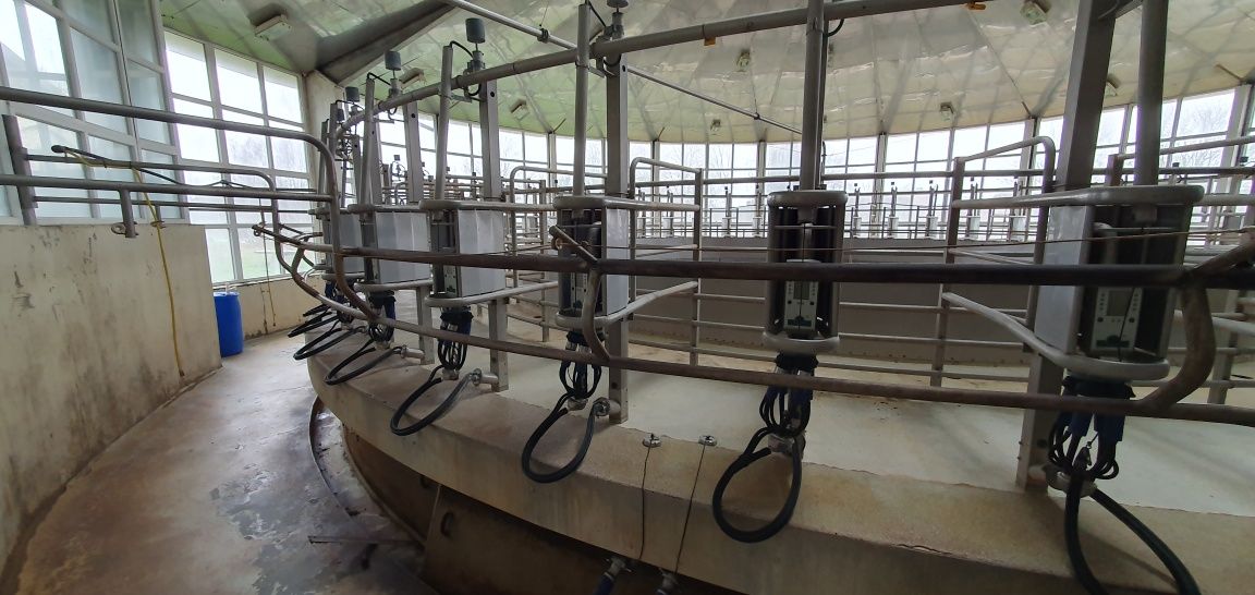 Karuzela udojowa GEA AutoRotor Global 48 hala robot delaval lely