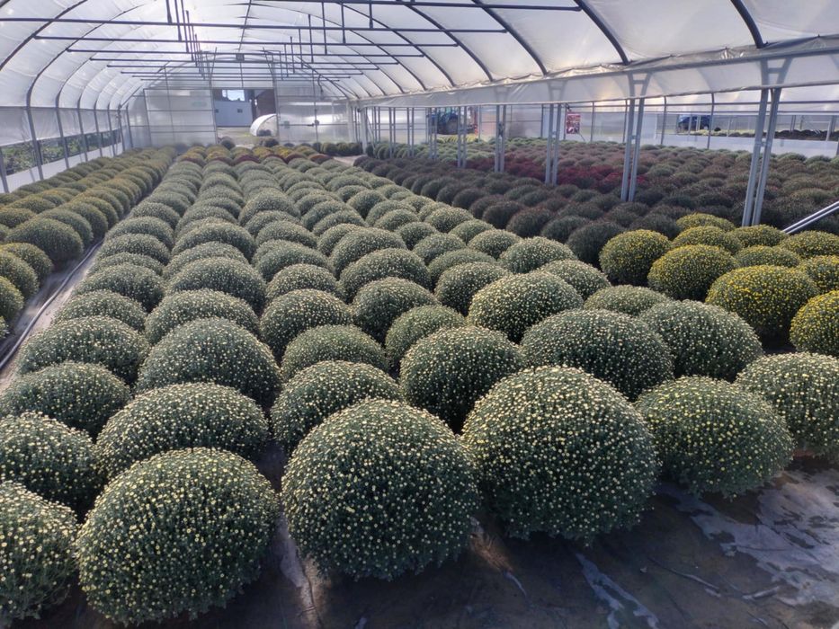 Chryzantemy Drobnokwiatowe Hurt