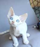 Kocurek devon rex FPL