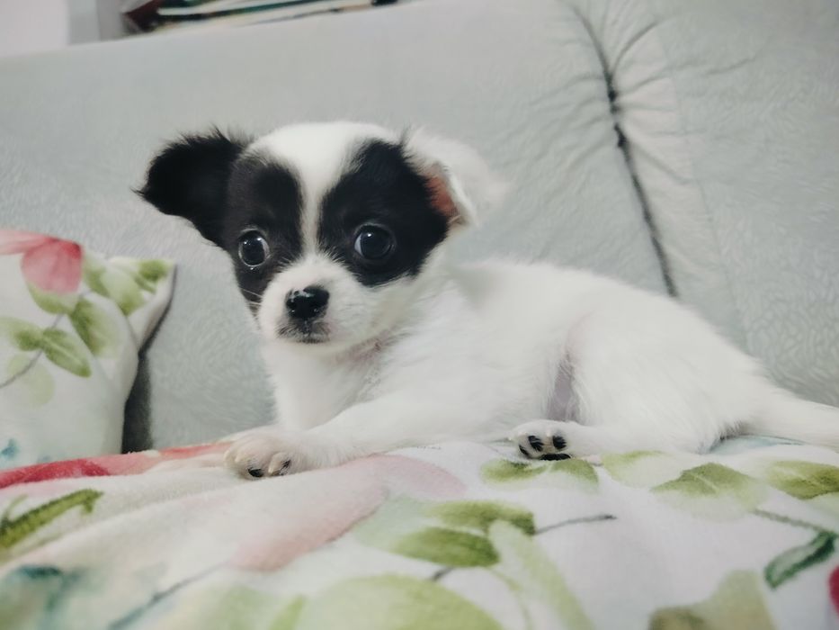 Chihuahua pieski