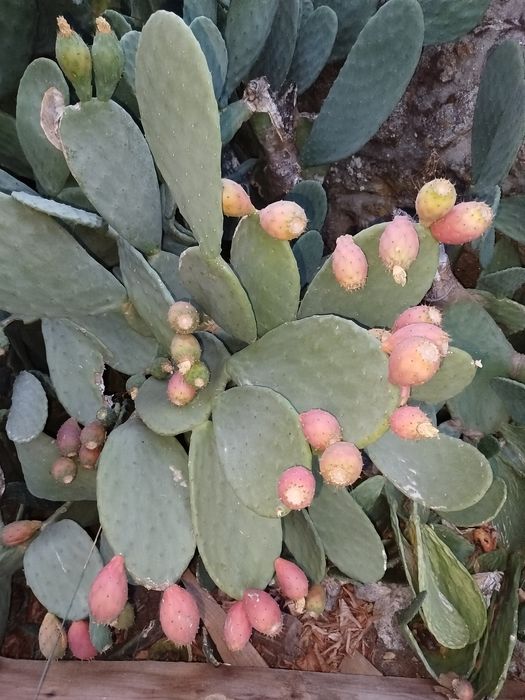 Figos da Índia fruta