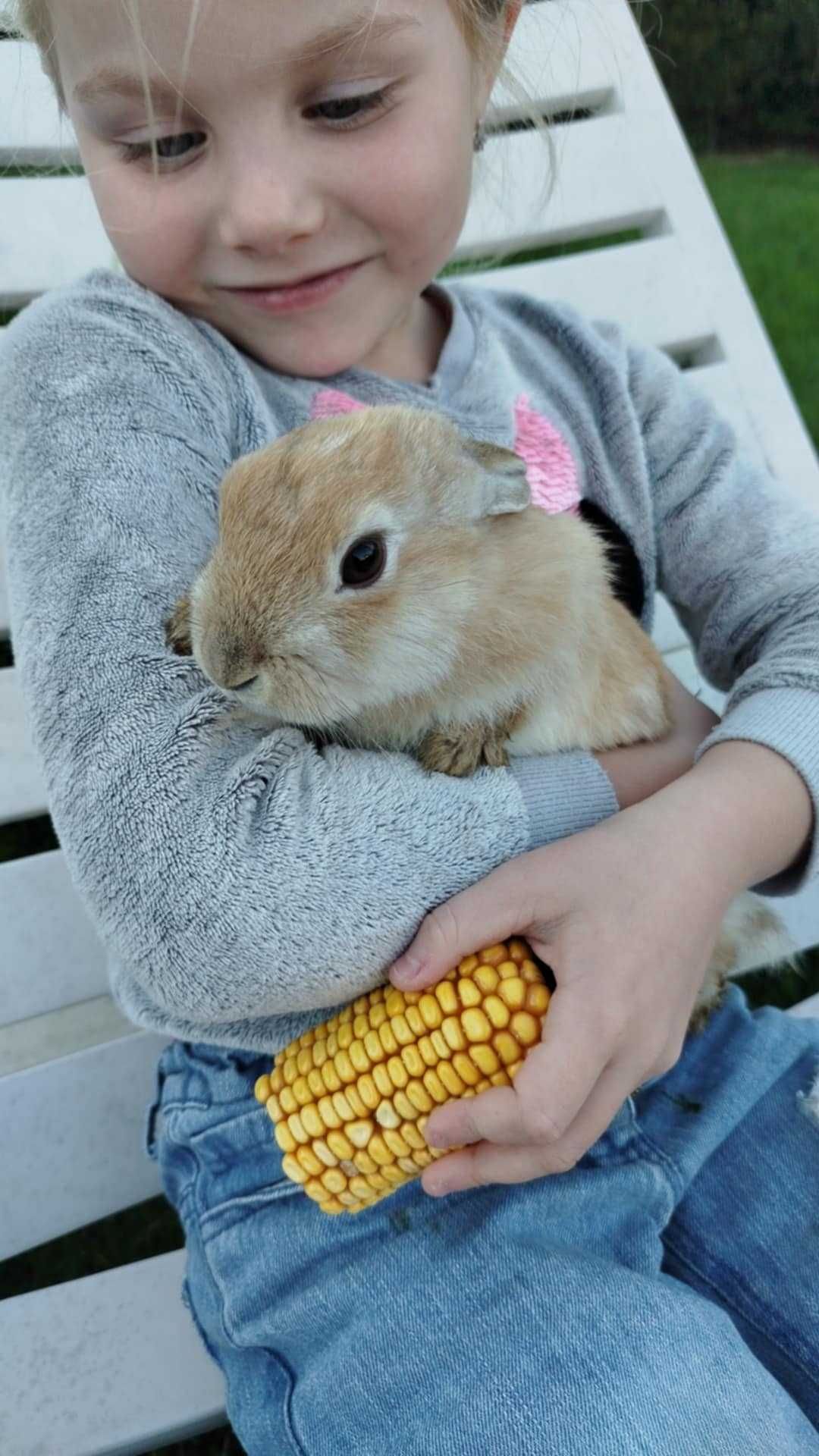 Królik króliczek Miniaturka samiec samczyk
