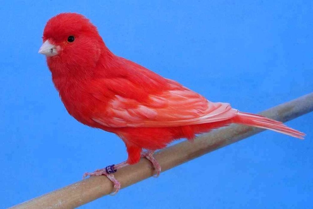 Cantaxantina BASF (corante Vermelho para canários)