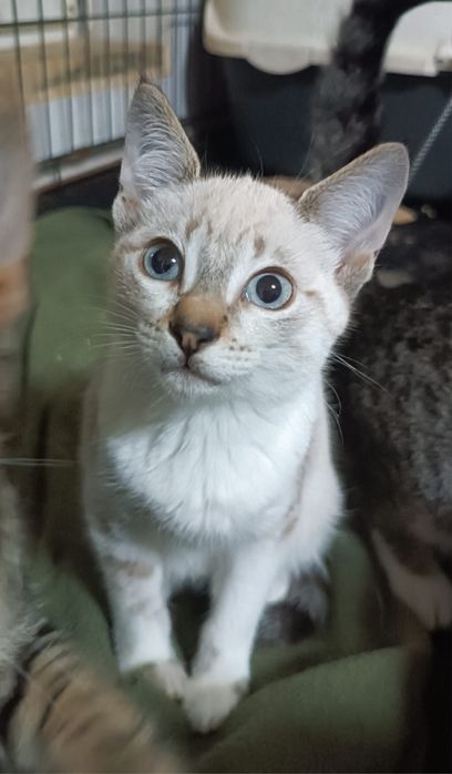 Gatinha com 3 meses para Adoção!