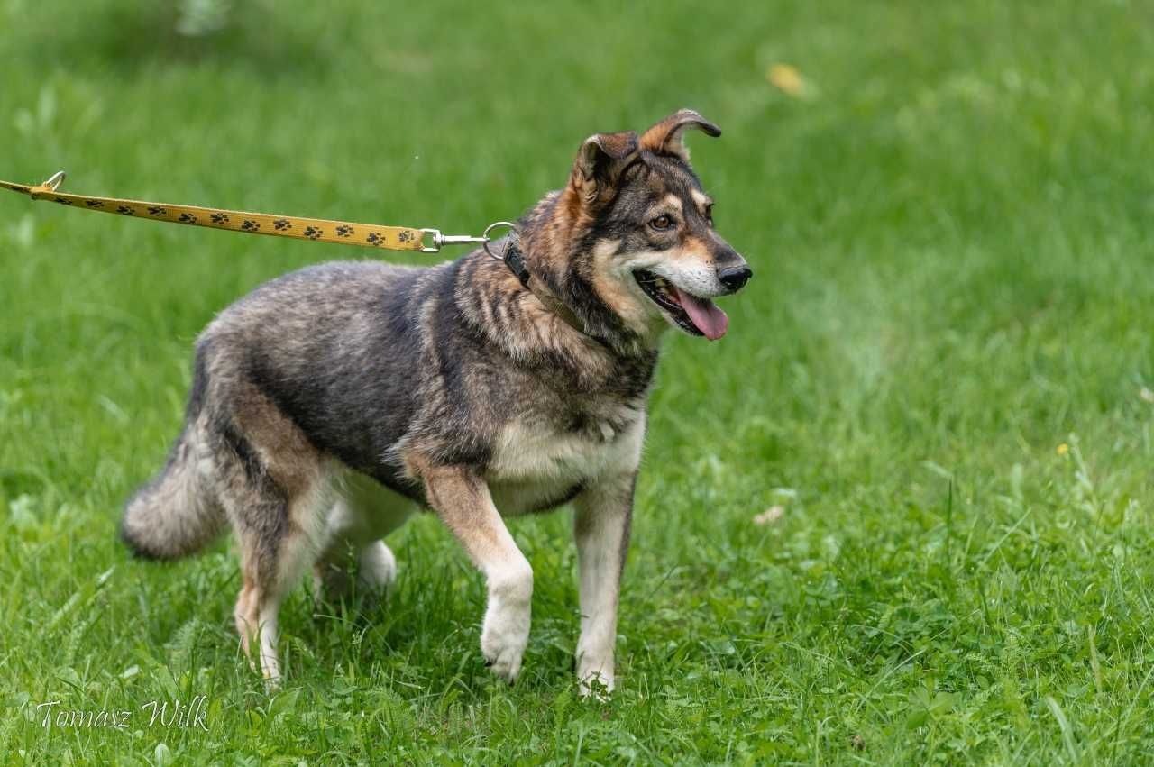 Beza - super suczka, o którą nikt nie pyta.