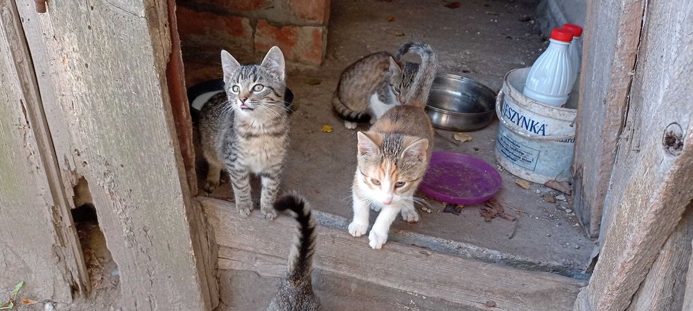 Kotki za darmo oddam w dobre ręce można zabrać po jednym kotku