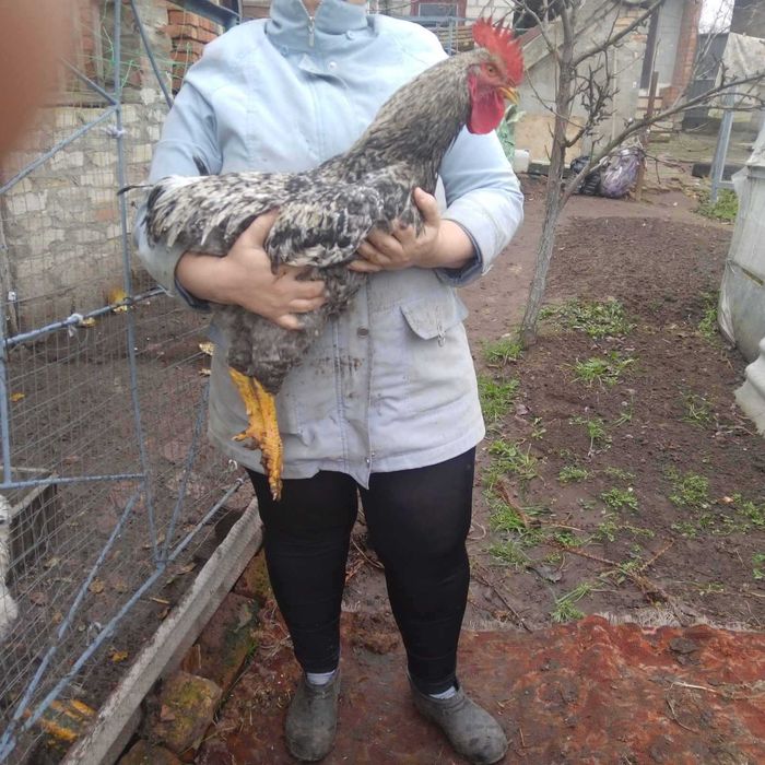 Продам домашних петухов