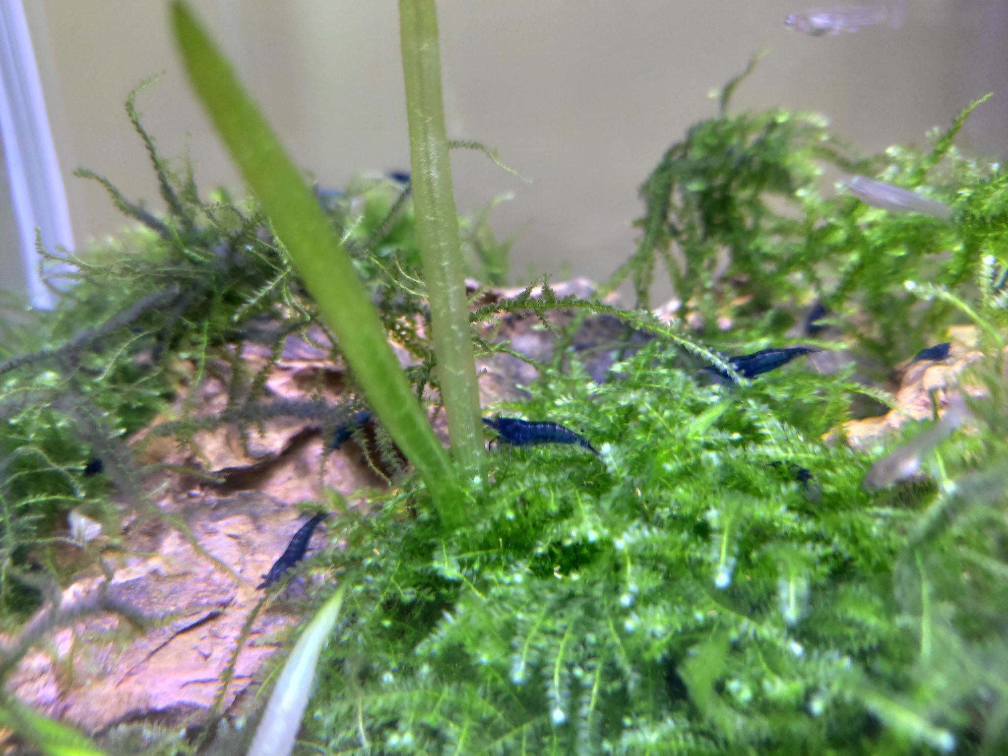 Camarões Neocaridina Blue Dream high grade