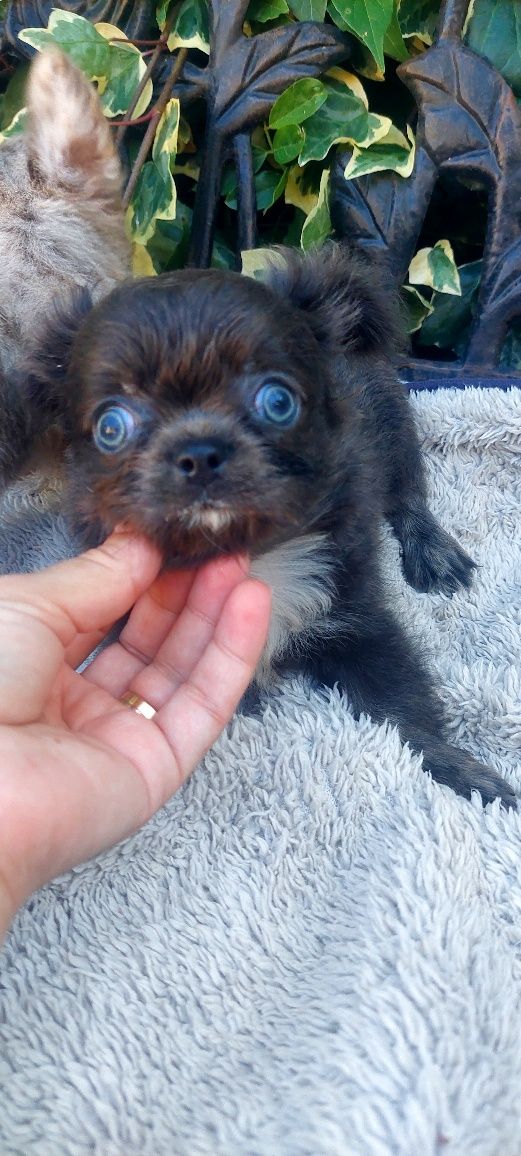 Chihuahua  de qualidade macho