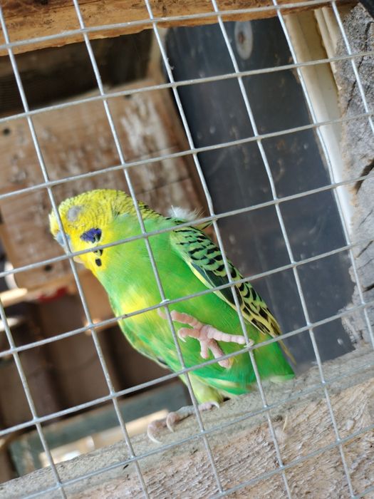 Papugi faliste (samce )