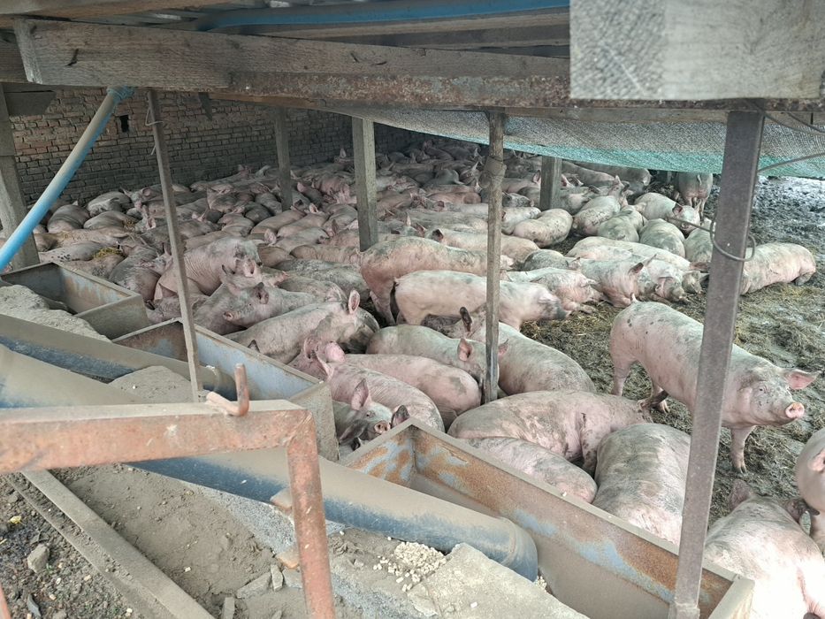 Продам свині 80-140кг